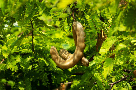 Tamarind On Tree
