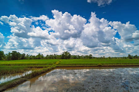 Rice Paddy With Beautiful Cloudsの写真素材