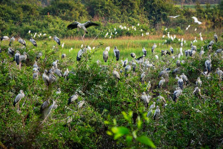 Heron Bird Watching, wildlife of great egrets in the natureの写真素材