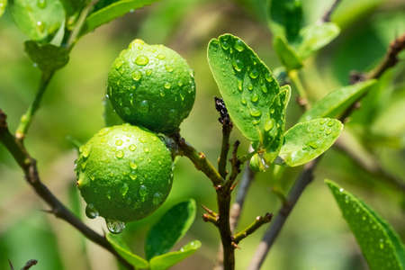 Lime On Treeの写真素材