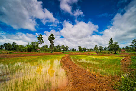 Landscape Rice Paddy, agriculture field with sky and cumulus cloudsの写真素材