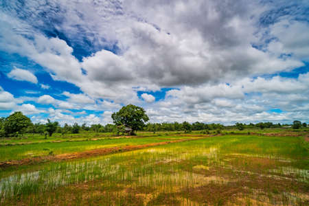 Landscape Rice Paddy, agriculture field with sky and cumulus cloudsの写真素材