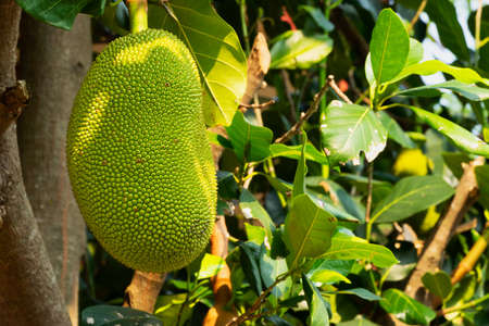 Jackfruit On Tree
