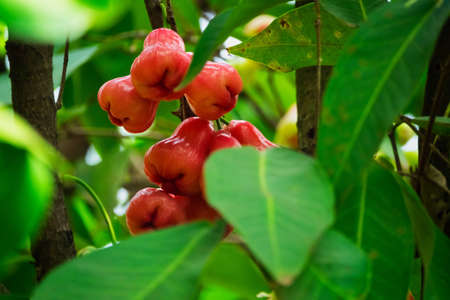 Java Apple On Tree