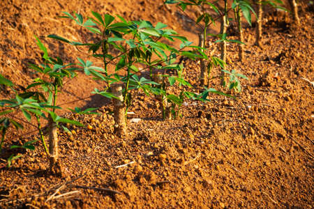 Cassava Plantationの写真素材