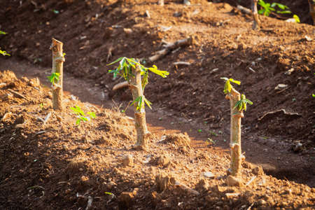Cassava Plantation