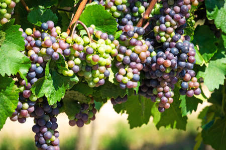 Grapes On Vine