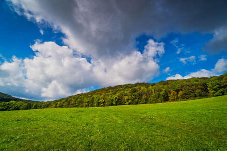 Autumn Forest Landscape