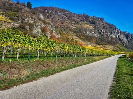 Vineyard autumn landscape