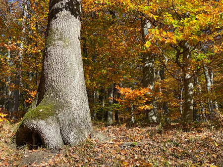 Forest in autumn leaf color, deciduous trees with lush foliage