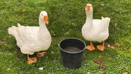 White Gooseの写真素材