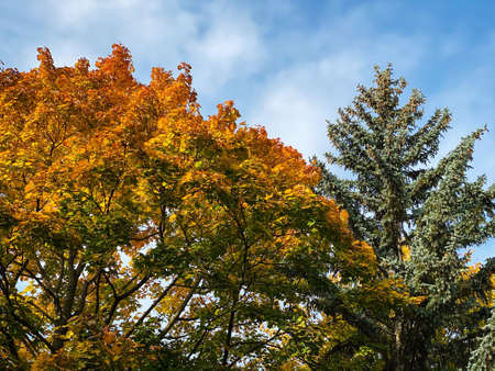 Autumn Leaf Colors