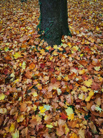 Lush Foliage In Autumn, ground coverd with leaves