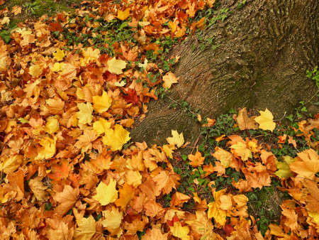 Lush Foliage Autumn, leaves from deciduous tree in autumn leaf colorの写真素材