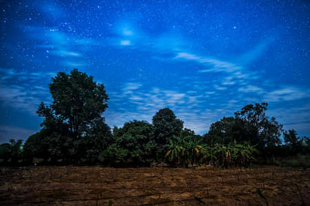 Starry Sky Landscape, blue sky full of stars with tree in foreground