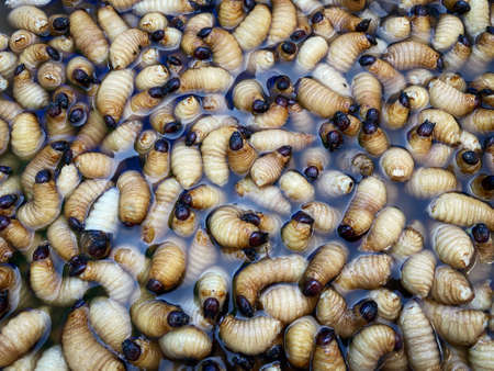Fat Larva To Eat, asian market sell insectsの写真素材