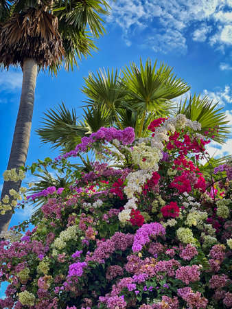 Tropical Bush Flower Heads, colorful plant with palm treeの写真素材