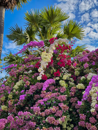 Tropical Bush Flower Heads, colorful plant with palm tree