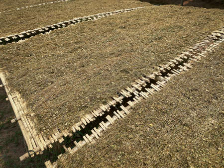 Tobacco crop to dry, cutted tobacco plant lay in the sun to dry