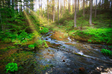 Forest With Stream, meltwater flowing through woodlandの写真素材