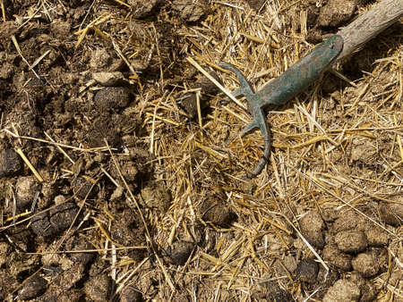 Dung with pitchfork, dung with agriculture toolの写真素材