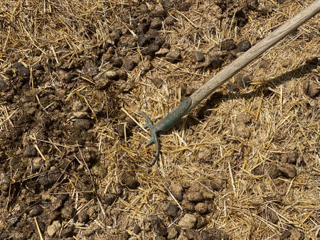 Dung with pitchfork, dung with agriculture toolの写真素材