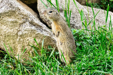 Ground squirrel, close up of cute animal