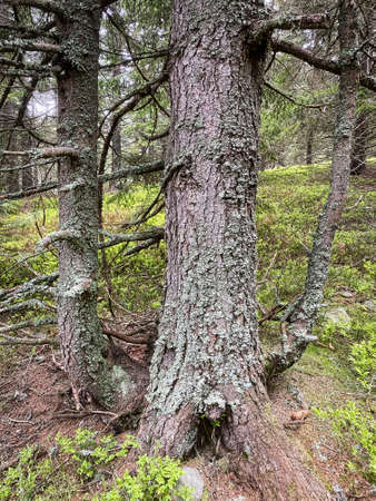 Mystic Tree, coniferous forest with spruce treeの写真素材