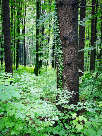 Forest, beautiful woodland with plants and treesの写真素材