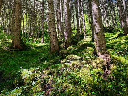 Forest, beautiful woodland with plants and trees