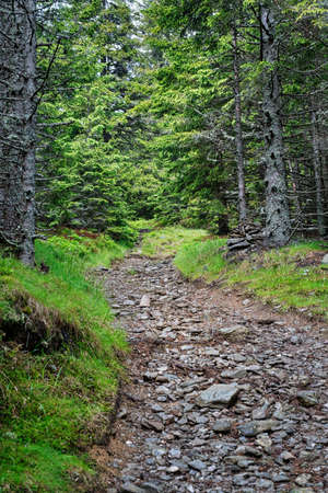 Forest Footpath, nature with beautiful coniferous woodland