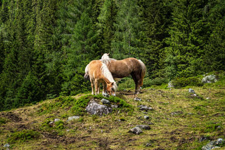 Haflinger Mountain Horse, breed of horse developed in Austriaの写真素材
