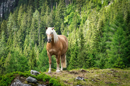 Haflinger Mountain Horse, breed of horse developed in Austriaの写真素材