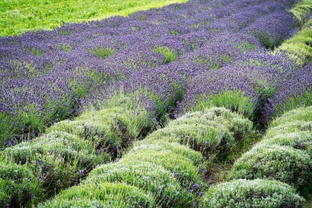 Lavender Field, scented purple beautyful plants in bloom