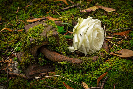 Crypt Cover With Rose, close up of rose with iron ringの写真素材