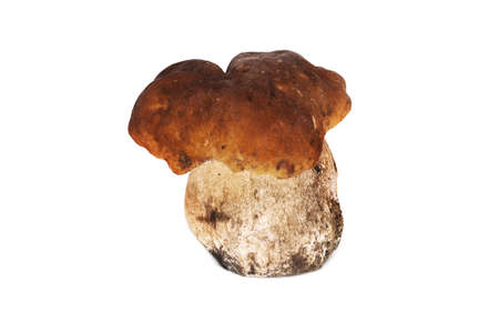 Porcini Mushroom Isolated, close up of edible fungus on white backgroundの写真素材