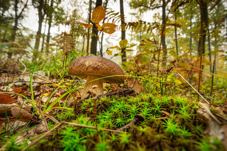 Porcini Mushroom Autumn Forest, close up of edible mushroomの写真素材