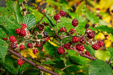 Uncultivated Berries In Forest, close up of fruits on bush