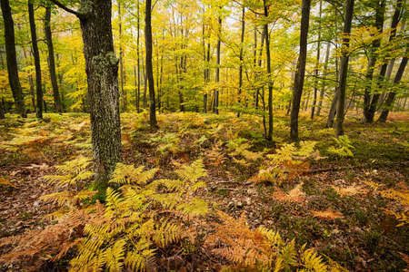 Autumn Forest, colorful forest with trees and plants