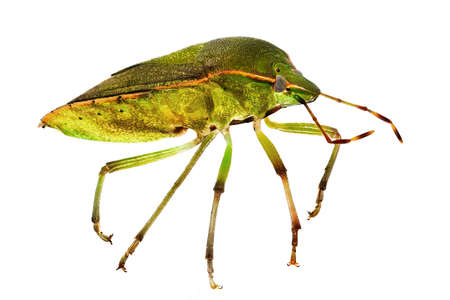 Green Shield Bug, close up of insect with white background