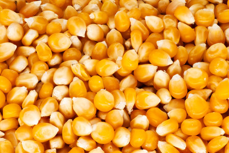 Maize Popcorn, close up and studio shot of yellow corn