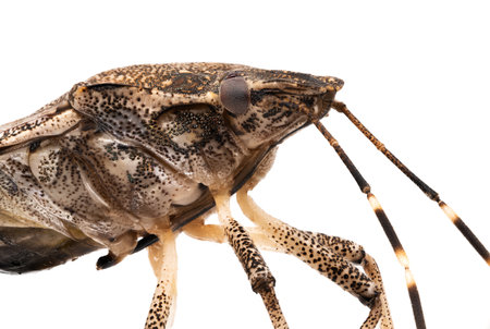Stink Bug isolated on white