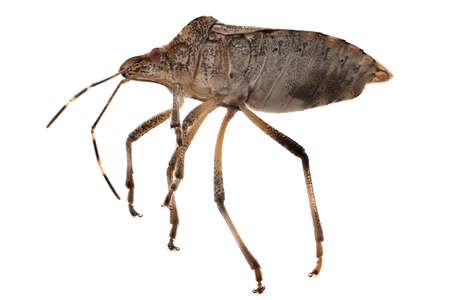 True Bug isolated on white