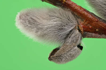 Male Catkin Green Screen, close up of twig in bloomの写真素材