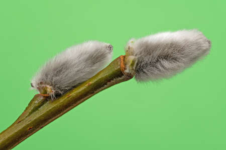 Male Catkin Green Screen, close up of twig in bloomの写真素材