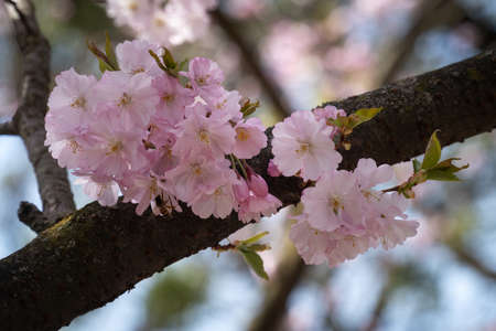 Cherry tree in blossom, close up of tree in bloom