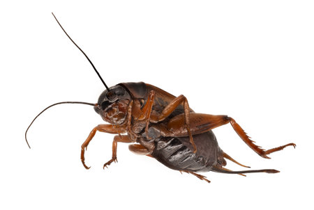 Cricket Macrophotography, close up of insect isolated with white backgroundの写真素材