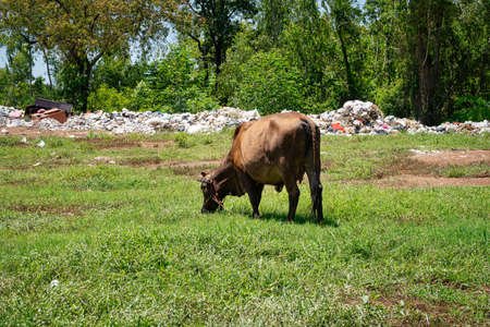 Cow Grazes On Landfill, landscape with cattle at garbage dumpの写真素材