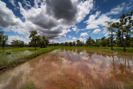 Rice Paddy Landscape, agricultural field with cumulus clouds