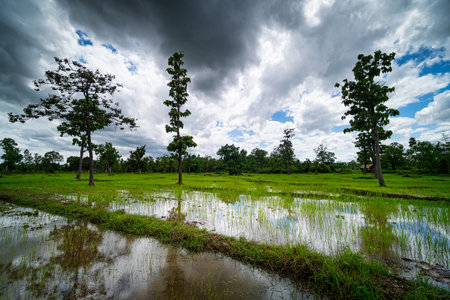 Rice Paddy Landscape, agricultural field with cumulus clouds